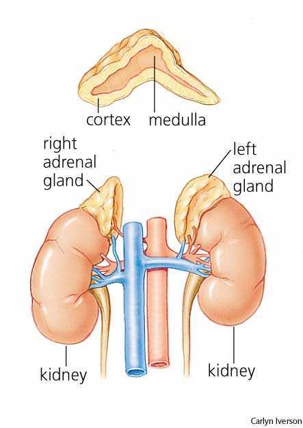 where are your adrenal glands located