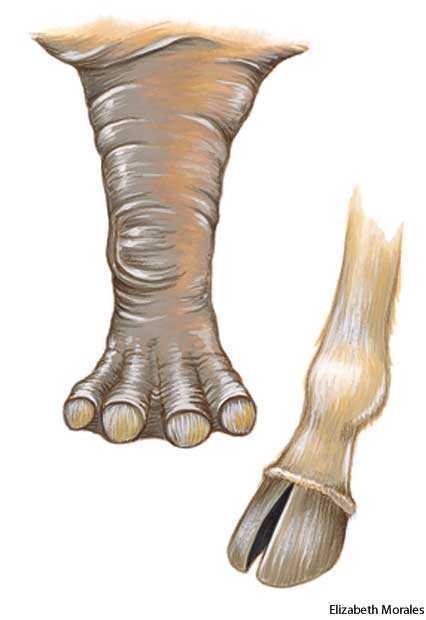 artiodactyl artiodactyl