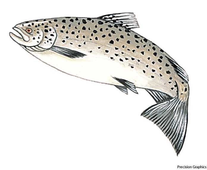 Atlantic salmon Atlantic salmon