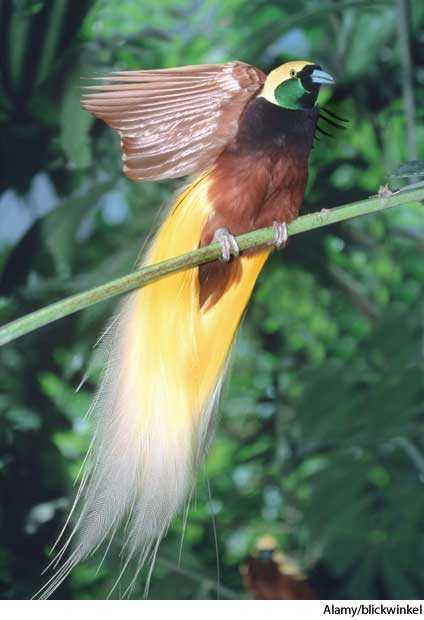 bird of paradise