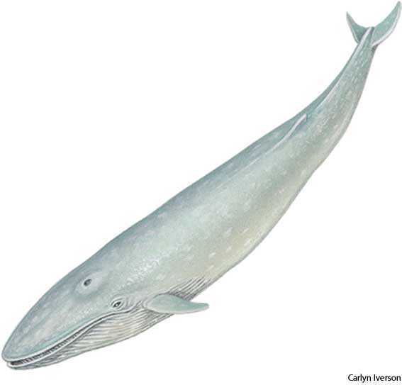 blue whale blue whale