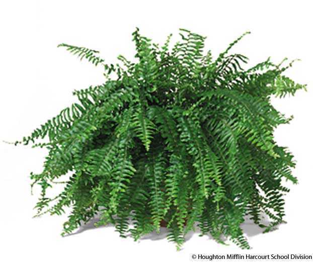 Boston fern Boston fern