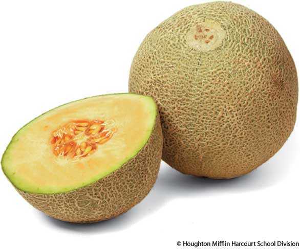 cantaloupe cantaloupe