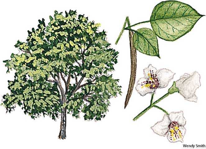 catalpa catalpa