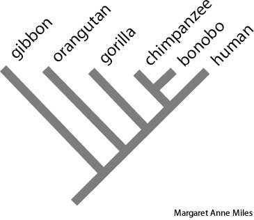 cladogram cladogram