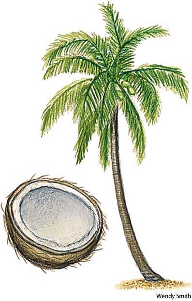 coconut palm coconut palm