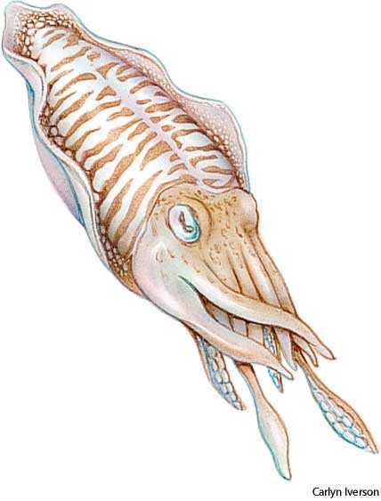 cuttlefish cuttlefish