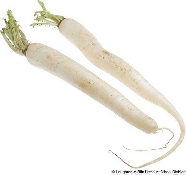 daikon daikon