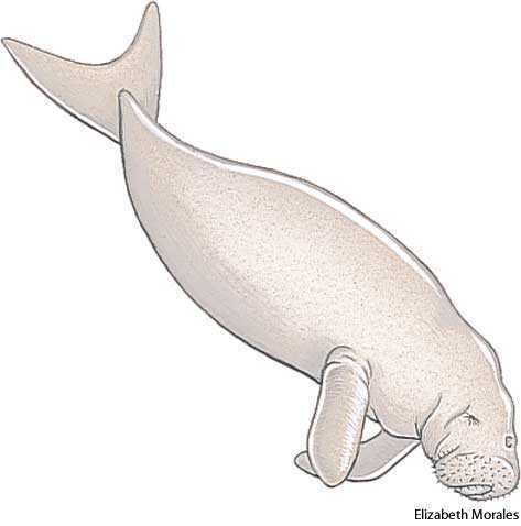 dugong dugong