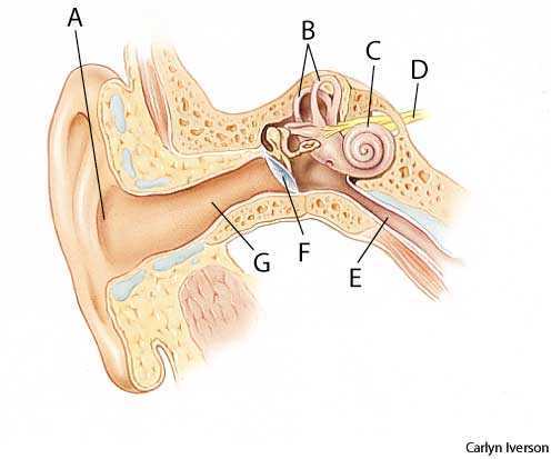 ear 1 ear 1