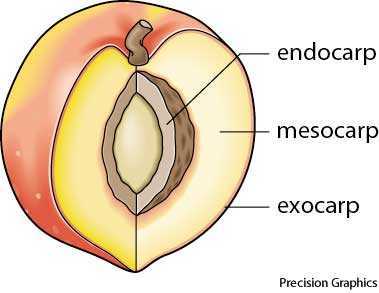 endocarp endocarp