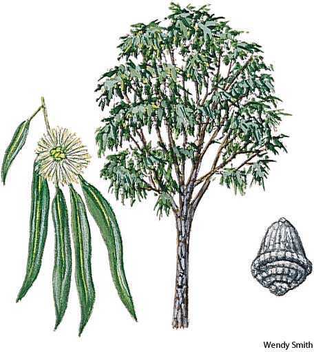 eucalyptus eucalyptus