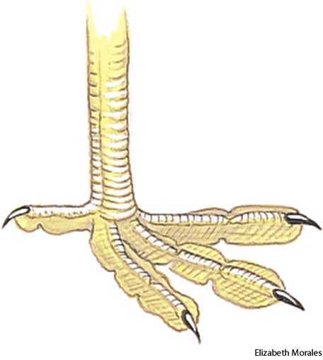 fissipalmate fissipalmate