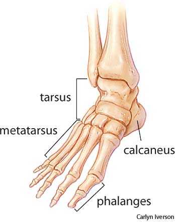 foot foot