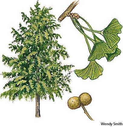 ginkgo ginkgo