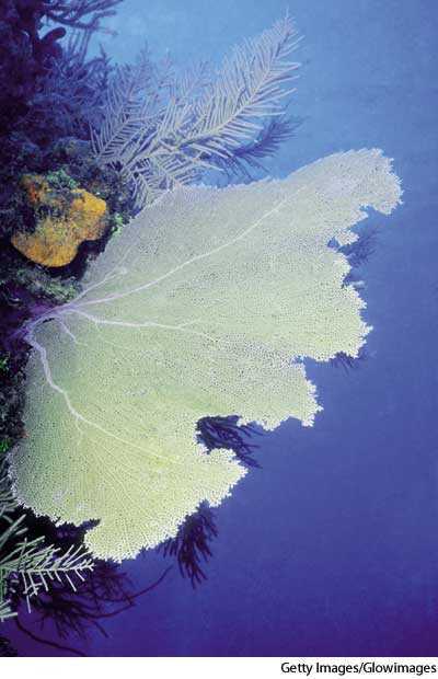 gorgonian gorgonian