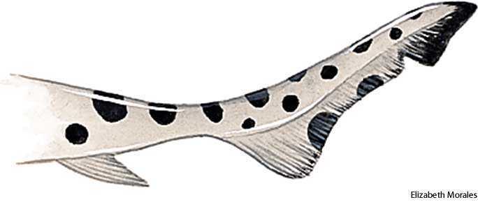 heterocercal heterocercal