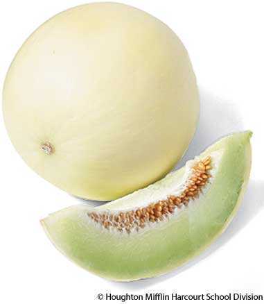 honeydew melon honeydew melon