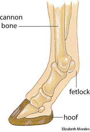 hoof hoof