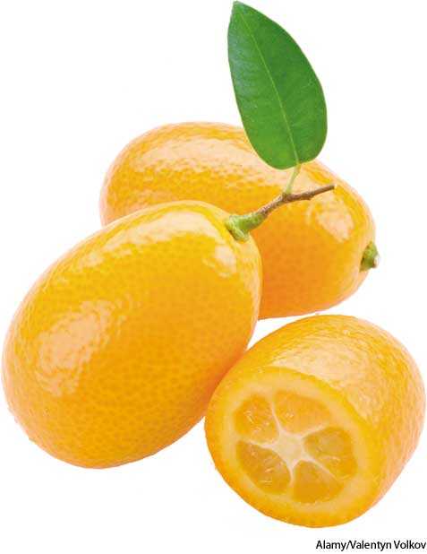 kumquat kumquat