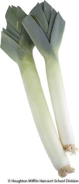 leek leek