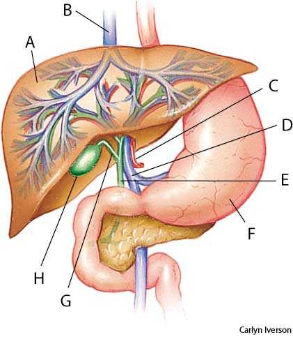 liver 1 liver 1