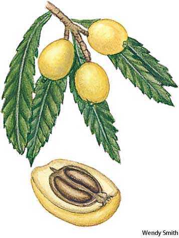 loquat loquat