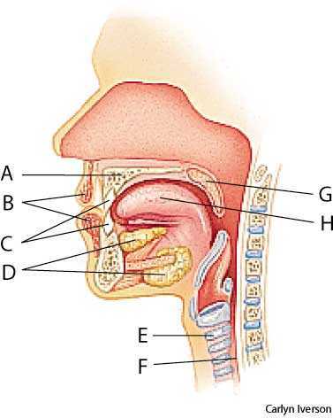mouth mouth