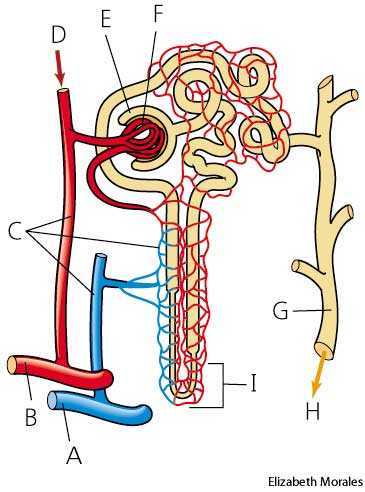nephron nephron