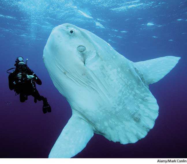 ocean sunfish ocean sunfish