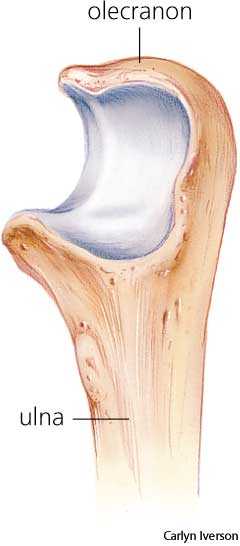 olecranon olecranon