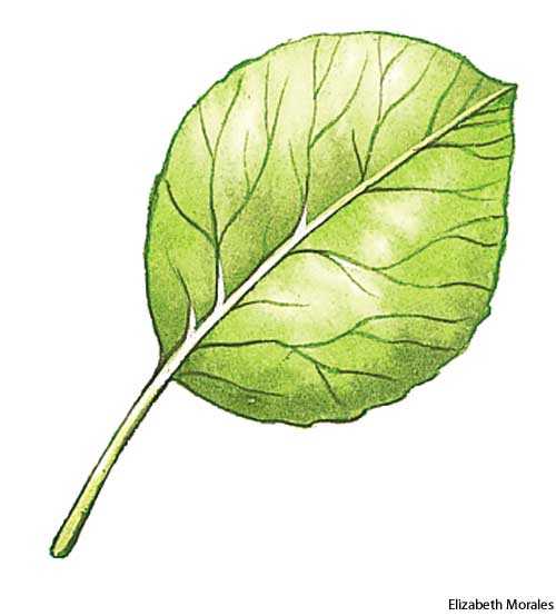 orbicular orbicular