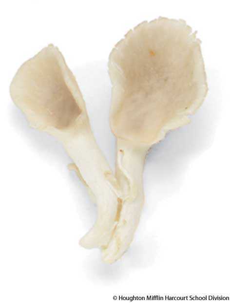 oyster mushroom oyster mushroom