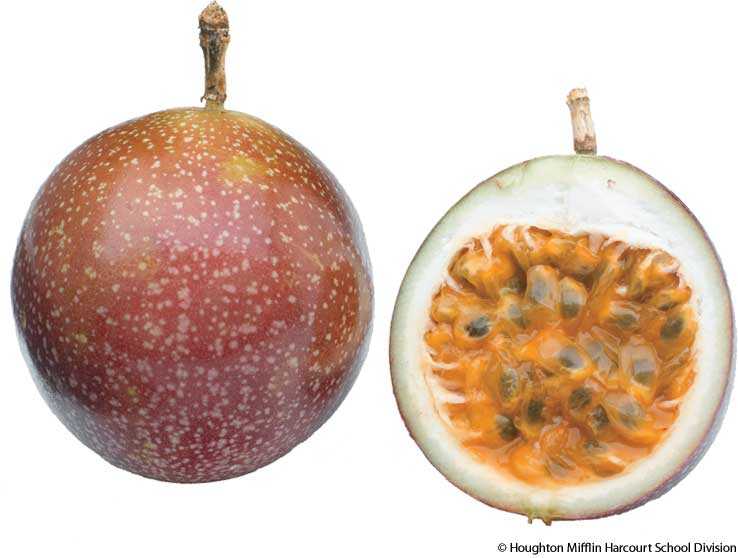 passionfruit passionfruit