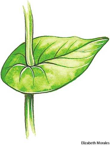 perfoliate perfoliate