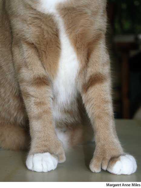 polydactyl polydactyl
