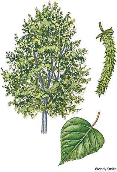 poplar poplar