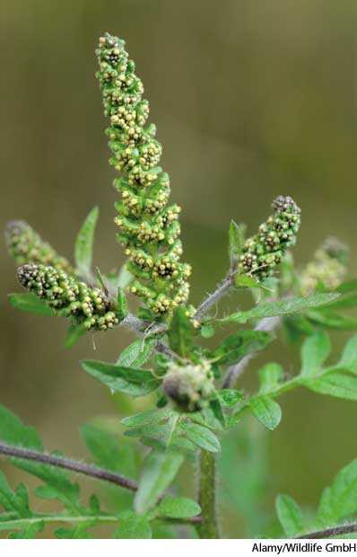 ragweed ragweed