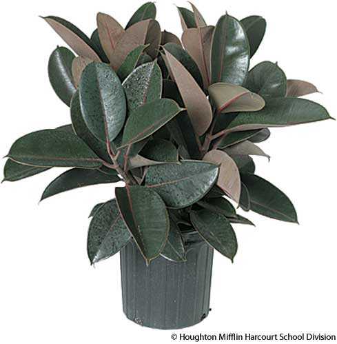 rubber plant rubber plant