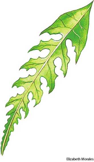 runcinate runcinate