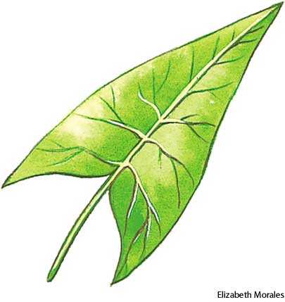 sagittate sagittate