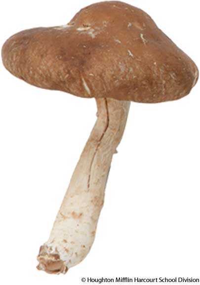 shiitake shiitake