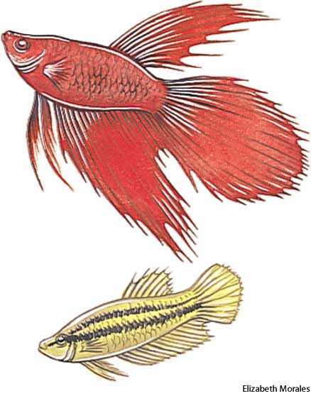 Siamese fighting fish Siamese fighting fish