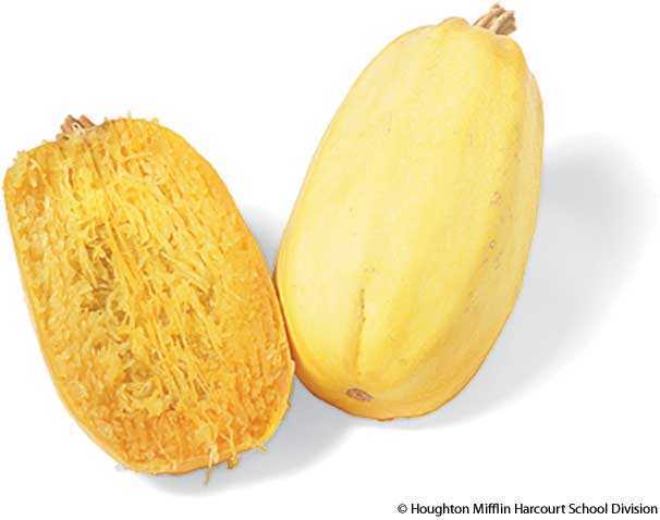 spaghetti squash spaghetti squash