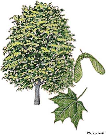 sugar maple sugar maple