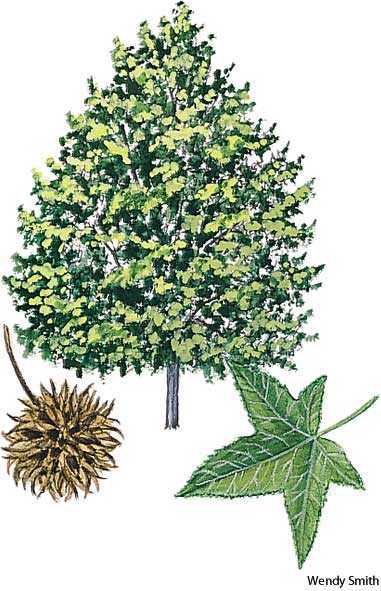 sweet gum sweet gum