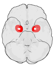 amygdala