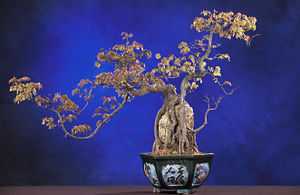 bonsai A bonsai maple tree.
