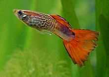 guppy