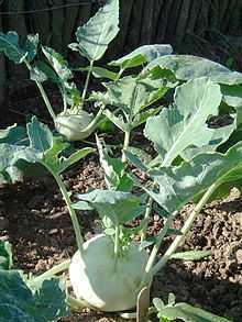 kohlrabi